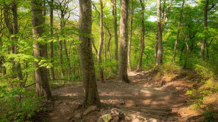 forest in the morning