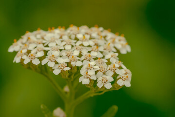 Białe kwiaty krwawnika (Achillea millefolium L.) na trawniku. Kwiatostan rośliny leczniczej z rodziny astrowatych rozkwitł w środowisku miejskim. © Grzegorz