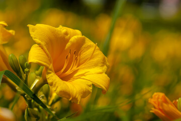 Żółte kwiaty kwitnące na klombie w mieście. Piękne kwiaty (lilie?!) o złotym kolorze rozkwitły w dużych ilościach w mieście na grządce. © Grzegorz