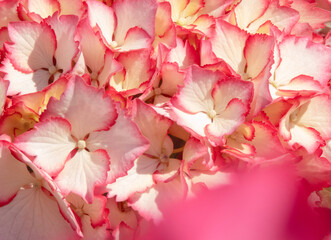 White with pink serrated edges beautiful hydrangea or hortensia flowers closeup.