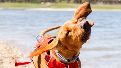 Playful Vizsla shaking off water by the lake