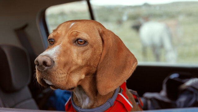 Reflective Vizsla dog in a car looking at nature