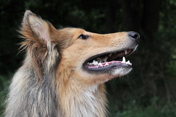 Amerikanischer Collie