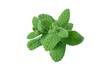 Mentha or mint green fluffy leaves bunch isolated transparent png © photohampster