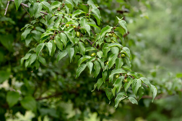 The branch dogwood (Cornus mas) close-up