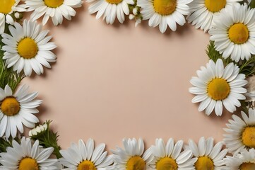 Fototapeta premium Large daisies lined up in a circle on a pink background. Frame for text. copy space.