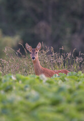 Ein Blick in den Morgen