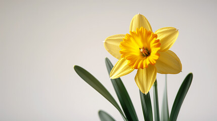 Close-up of a vibrant yellow daffodil in front of a simple light gray background.