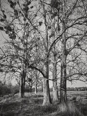 Early spring, several large deciduous trees stand among the dry grass, bare branches and powerful trunks, atmospheric black-and-white photography