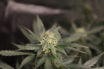 Marihuana Pflanze Cannabis Knospe vor der Blüte