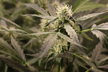Marihuana Pflanze Cannabis Knospe vor der Blüte