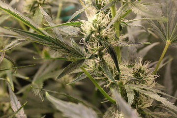 Marihuana Pflanze Cannabis Knospe vor der Blüte