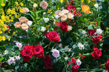 バラの花咲く初夏の函館