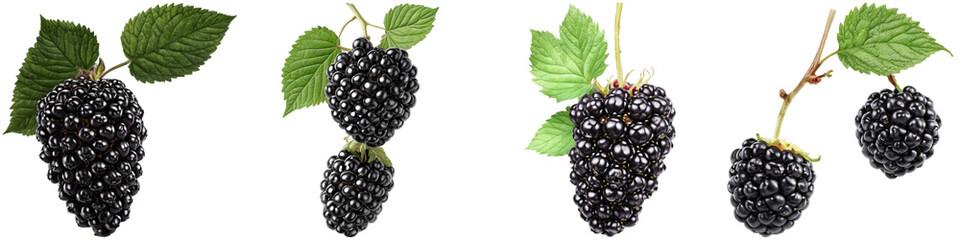 Set of blackberry illustrations with no background. Collage of png berry illustration with transparency.