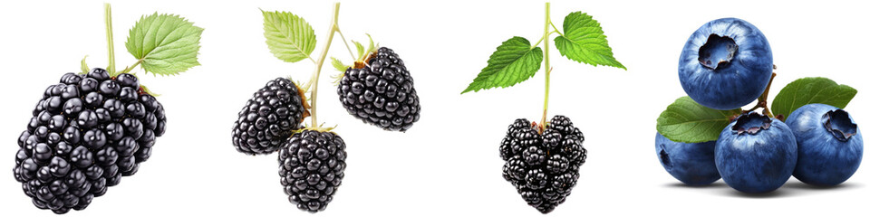Obraz premium Set of blackberry illustrations with no background. Collage of png berry illustration with transparency.