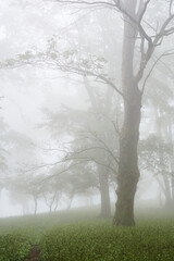 Amazing Carpathian forest in fog, Slovakia