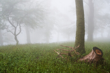 Amazing Carpathian forest in fog, Slovakia