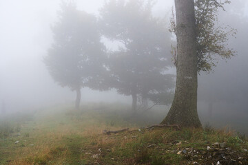 Amazing Carpathian forest in fog, Slovakia