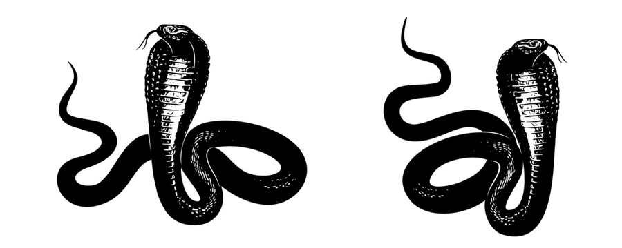 snake silhouette vector