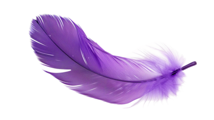 Vibrant Purple Feather