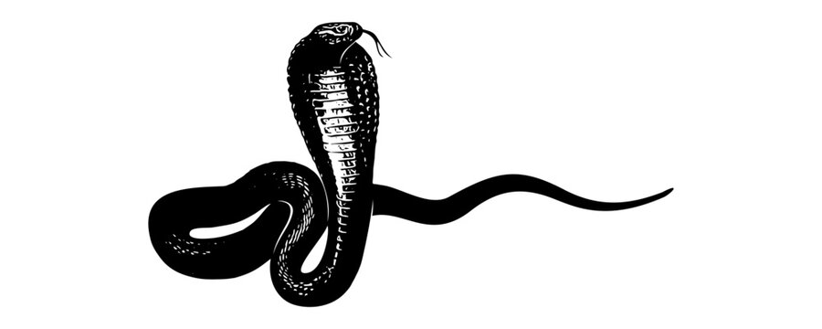 snake silhouette vector