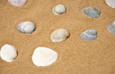 shells on the beach. shells on the sand. selective focus. summer holiday concept