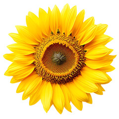 Fototapeta premium Bright and vibrant close-up of a yellow sunflower in full bloom, showcasing its detailed petals and intricate center pattern.