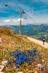 Gentiana verna, spring Gentian, on a sunny spring day at paraglider paradise Koessen, Kitzbuehel,...