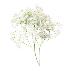White delicate baby's breath flowers isolated on a transparent background, perfect for floral arrangements and design purposes.