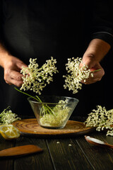 Elder flowers in the hands of a cook during the preparation of healthy kvass with the addition of...