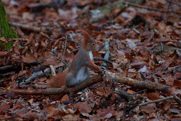 Cute red squirrel on carpathian forest, Slovakia