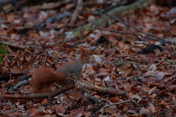 Cute red squirrel on carpathian forest, Slovakia