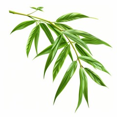 Fototapeta premium Detailed Realistic Bamboo Leaf Illustration with Textures on White Background.