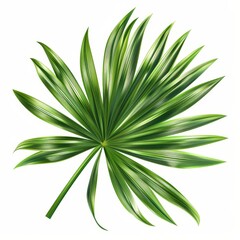 Detailed Realistic Rhapis Palm Leaf Illustration with Textures on White Background.