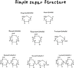 Set of sugar chemical structures such as Glucose, Fructose, Galactose, Ribose, Deoxyribose, Mannose, Xylose, Arabinose, Maltose, Sucrose, Lactose, Trehalose, Cellobiose