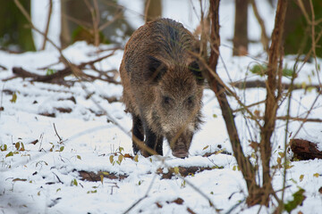 Wild boar ,, sus scrofa,, on amazing danubian forest, Slovakia