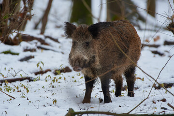 Wild boar ,, sus scrofa,, on amazing danubian forest, Slovakia