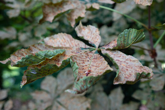 Cameraria ohridella - Sick leaves of horse-chestnut - horse-chestnut leaf beetle