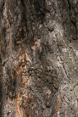 Pine tree bark detail.