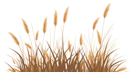 PNG A dry Grass grass plant wheat.