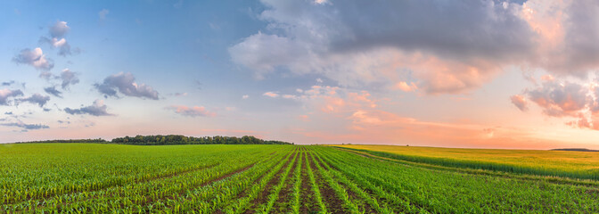 Scenic sunset over a green field with rows of young corn sprouts. Panoramic view © physyk