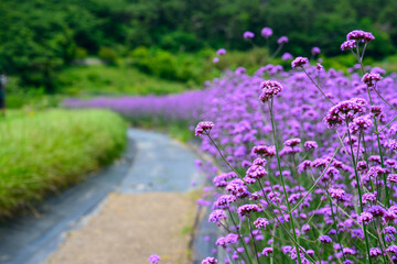Early summer scenery in June with verbena flowers in bloom