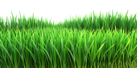 Fototapeta premium green grass cutout for object placement 