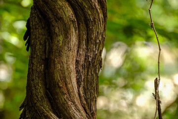 Curved and flowing tree bark with daddy longlegs spider on hanging vine nearby