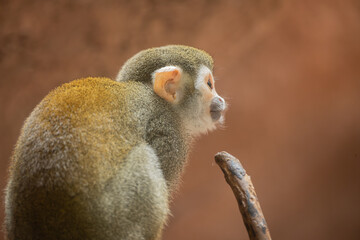 Spider monkey in profile looking up