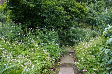 Purple Hardy Geranium wallichianum, or cranesbill - secret garden, sommertime