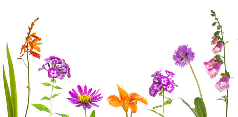 Ansicht bunter Blumen in lila und orange