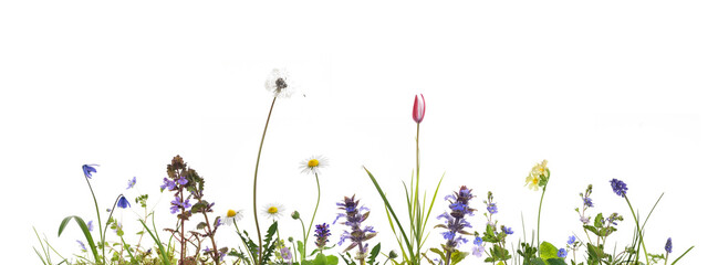 bunte Wildblumenwiese isoliert auf weiss