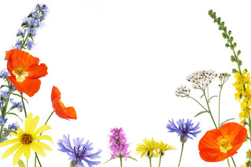 Ansicht bunter Wildblumen isoliert auf weiss