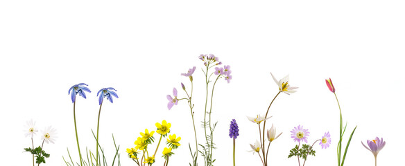 bunte Fr&uuml;hlingsblumen isoliert auf weiss